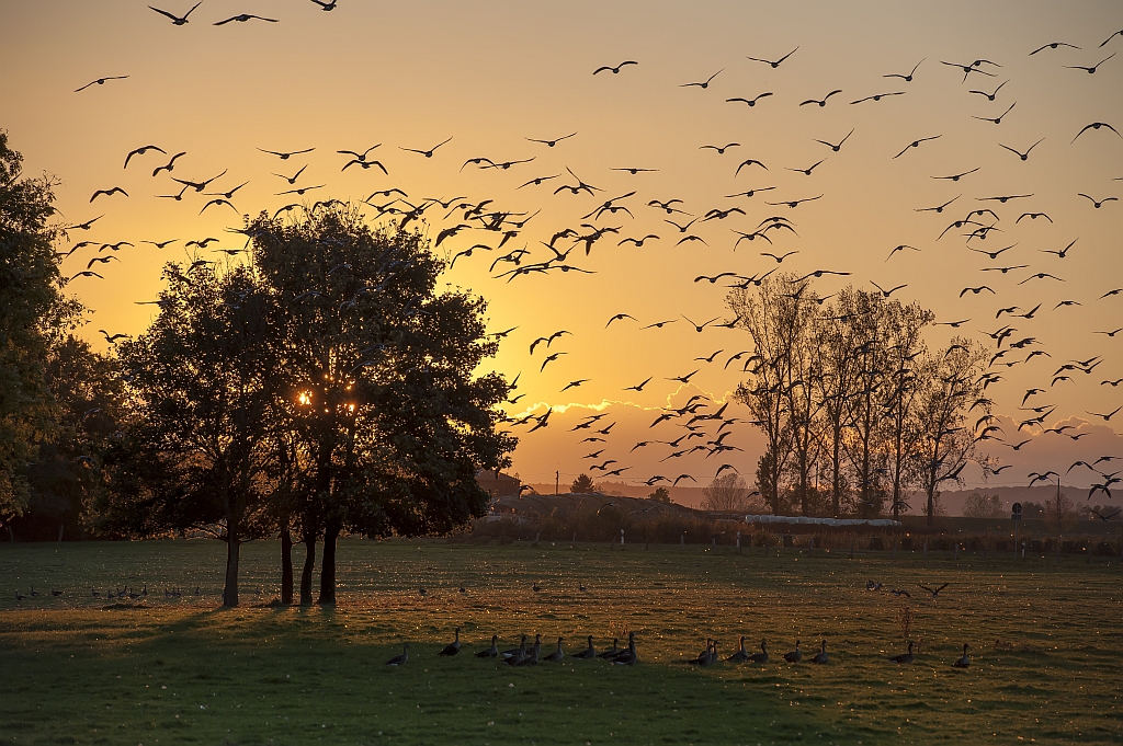 Wildgänse beim Sonnenuntergang