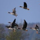 Wildgänse (Blässgänse) beim Abflug zum Nachtquartier.