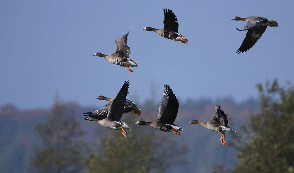 Wildgänse (Blässgänse) beim Abflug zum Nachtquartier.