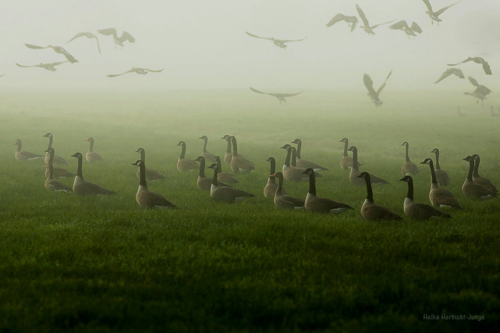 Wildgänse