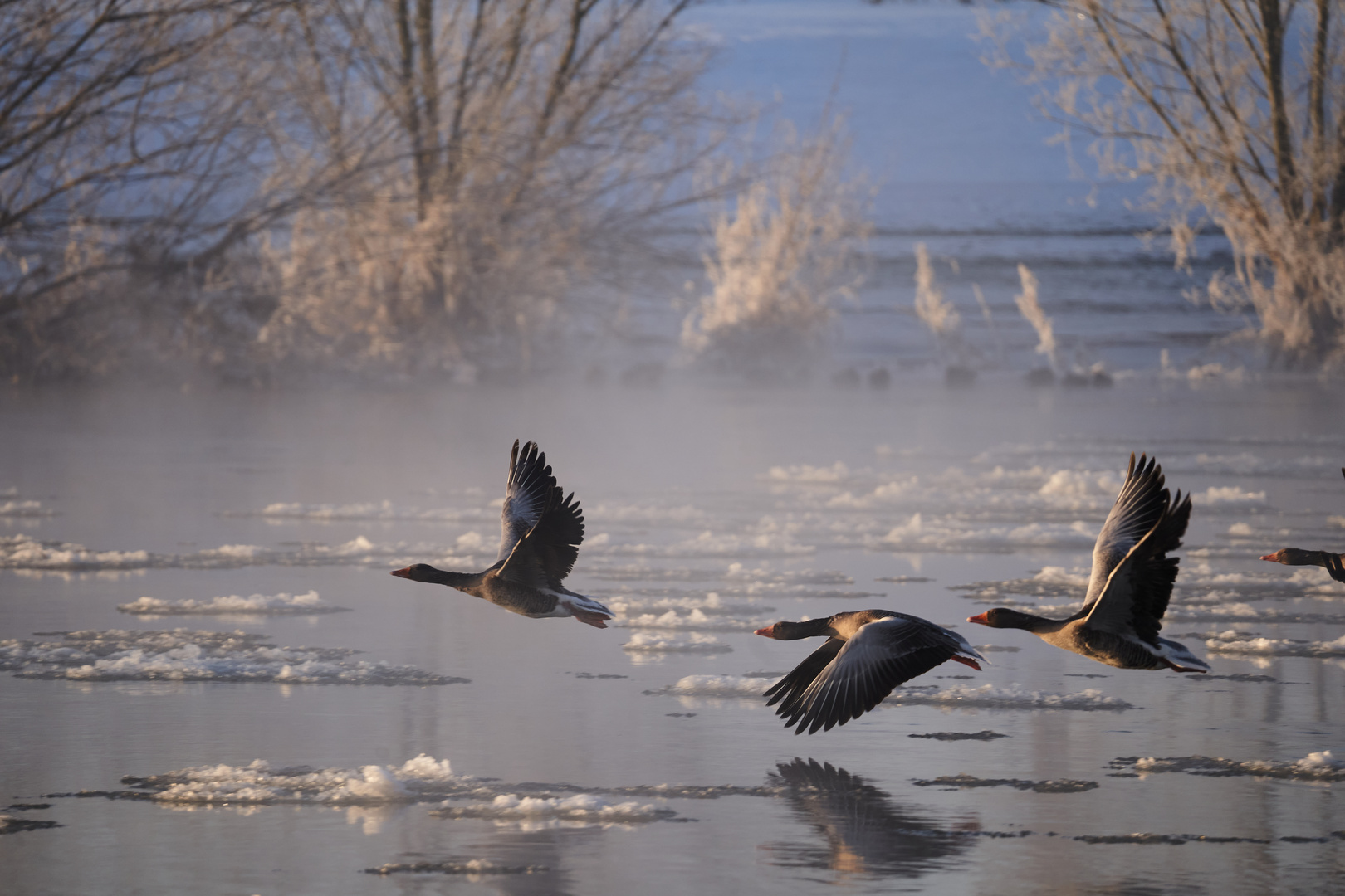 Wildgänse fliegen durch den Morgen