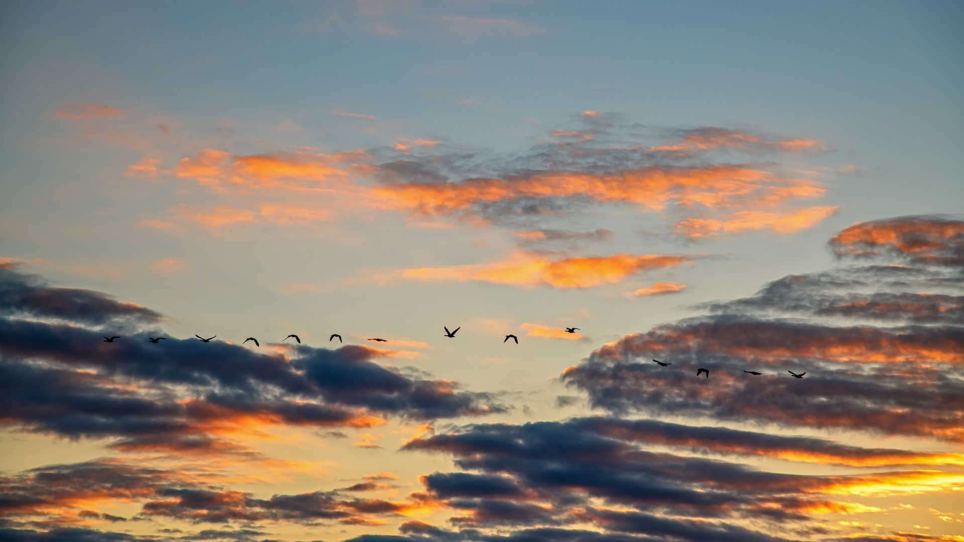 Wildgänse fliegen in die Nacht