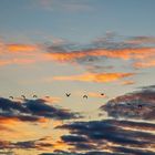 Wildgänse fliegen in die Nacht