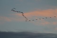 Wildgänse Herbstflug 2