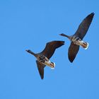 Wildgänse - Highlights des Vogelzug am Niederrhein