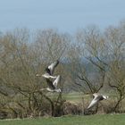 Wildgänse im Abflug