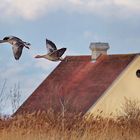 Wildgänse im Anflug