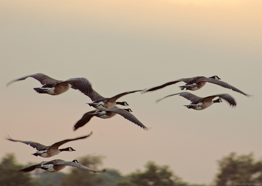 Wildgänse im Anflug