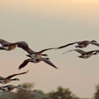 Wildgänse im Anflug