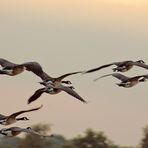 Wildgänse im Anflug