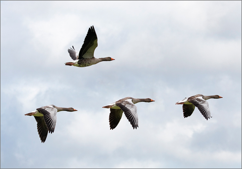 Wildgänse im Anflug