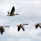 Wildgänse im Anflug