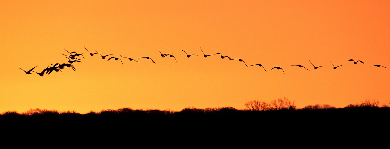 Wildgänse im Anflug