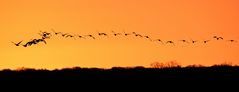 Wildgänse im Anflug