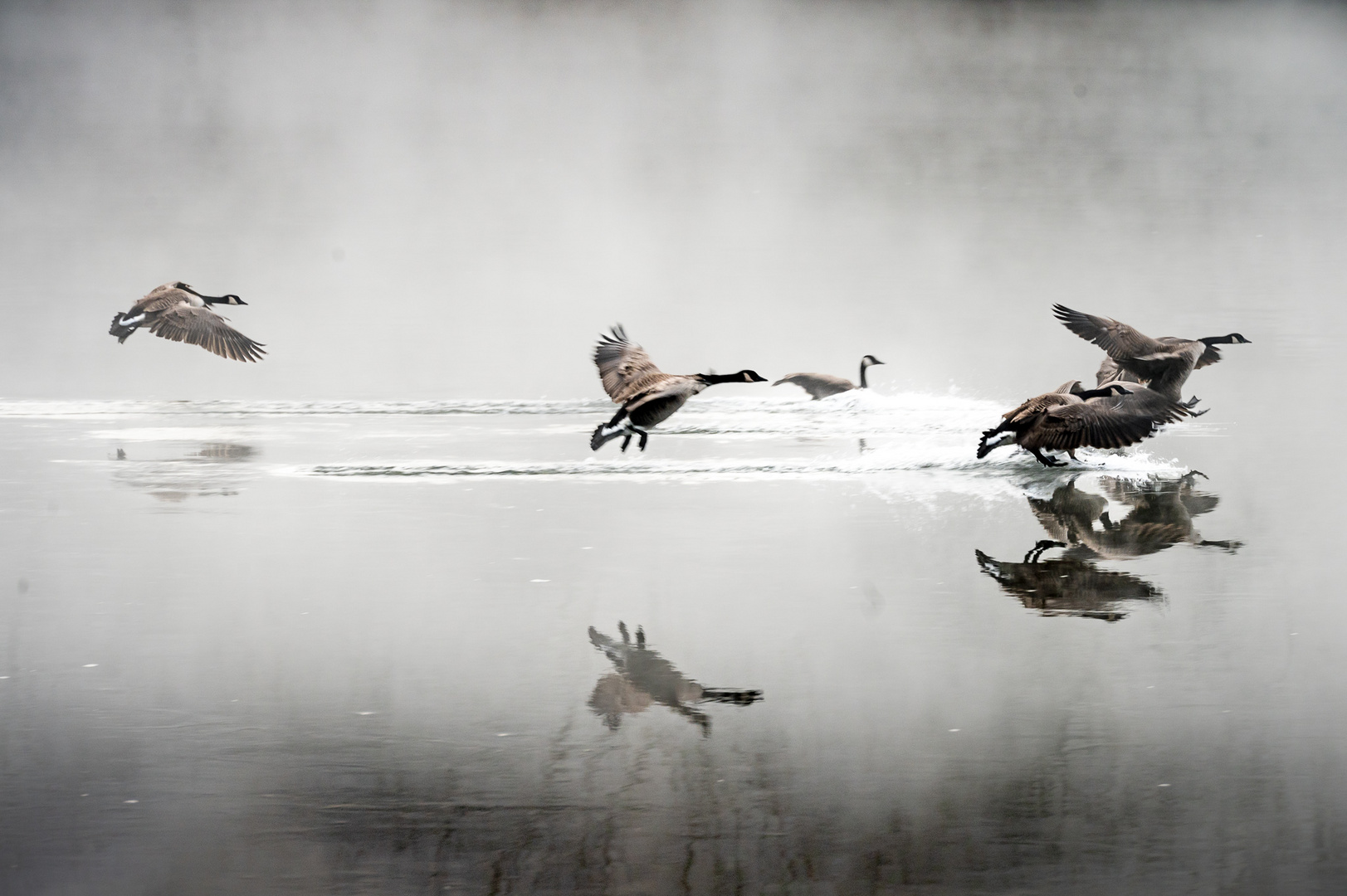 Wildgänse im Anflug