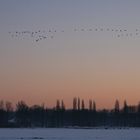 Wildgänse im Anflug