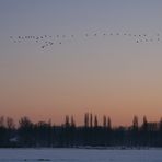 Wildgänse im Anflug