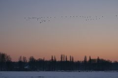 Wildgänse im Anflug