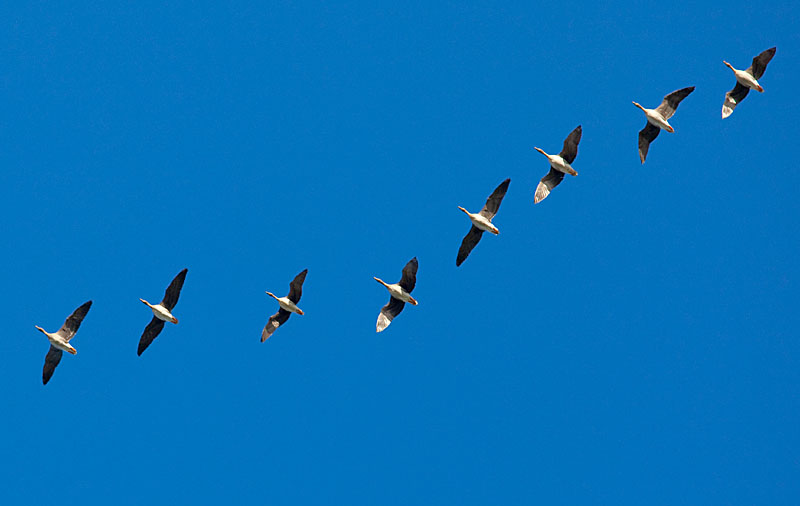 Wildgänse im Anflug - Naturschutzgebiet Xantener Altrhein - Bislicher Insel