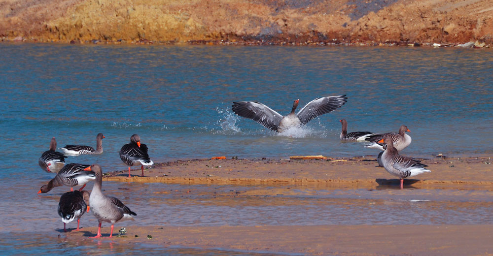 Wildgänse im Baggersee