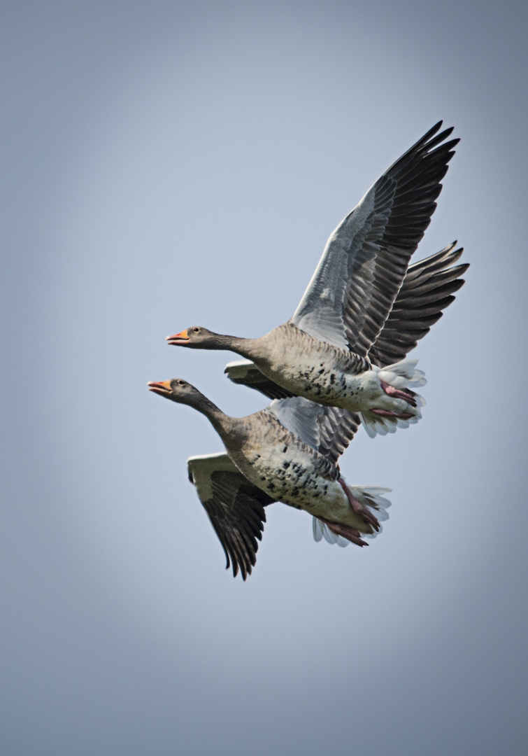 Wildgänse im Doppelpack