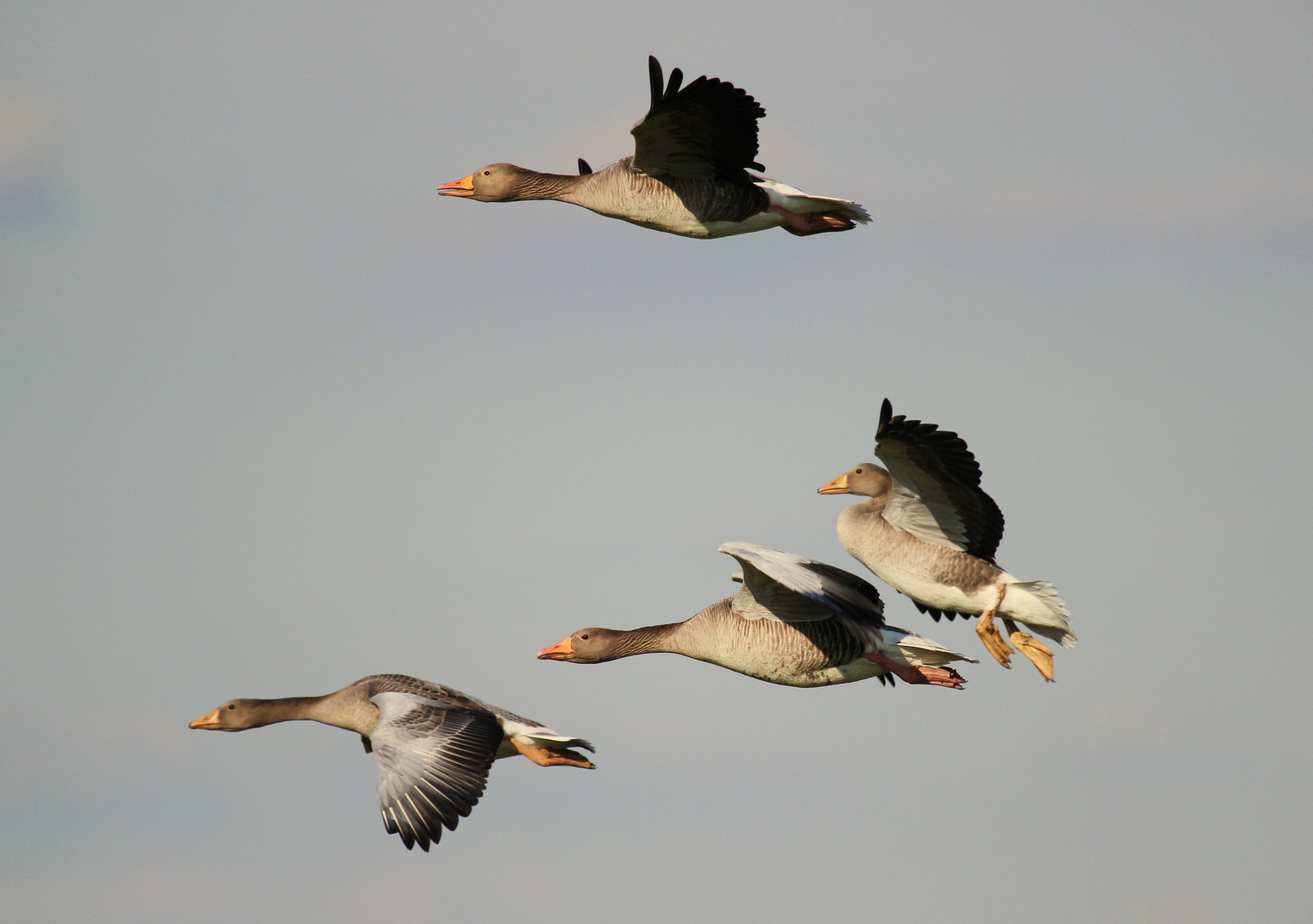 Wildgänse im Flug