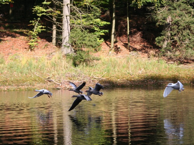 Wildgänse im Flug 2