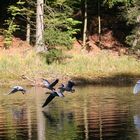 Wildgänse im Flug 2