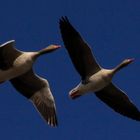 Wildgänse im Flug an der Elbe