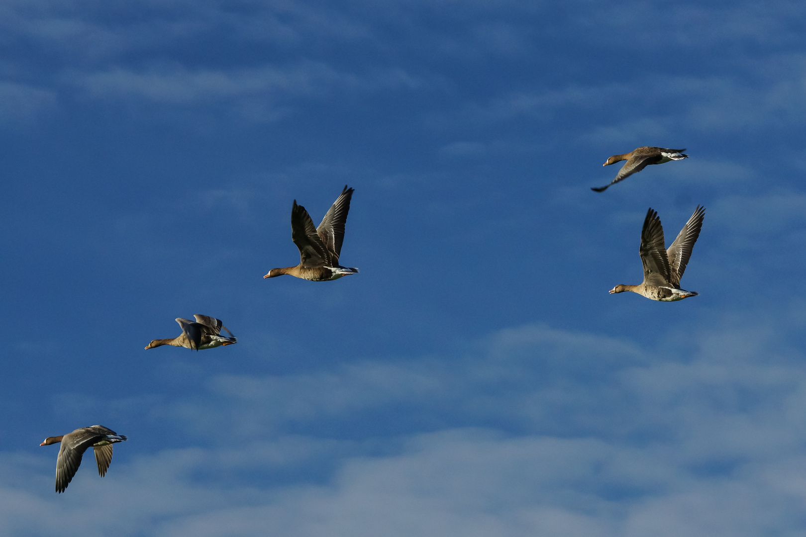 Wildgänse im Flug