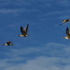 Wildgänse im Flug