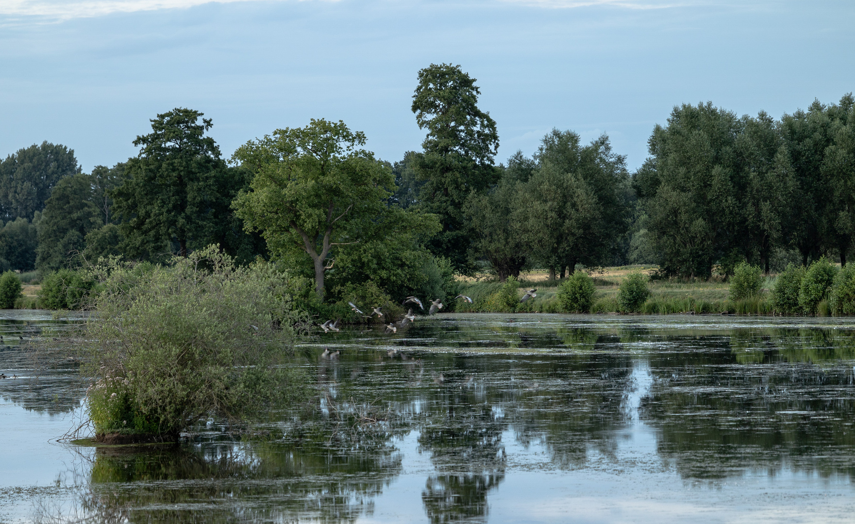 Wildgänse im Flug