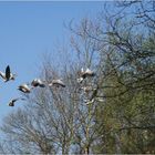 Wildgänse im Flug...