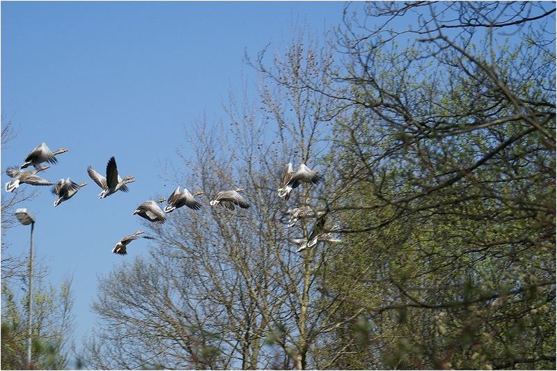 Wildgänse im Flug...