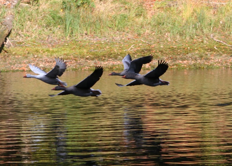 Wildgänse im Flug