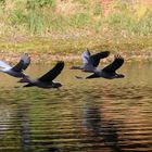 Wildgänse im Flug