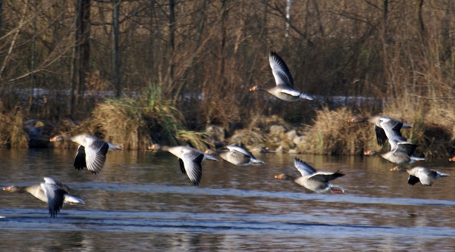 Wildgänse im Flug heute 13.09 Uhr