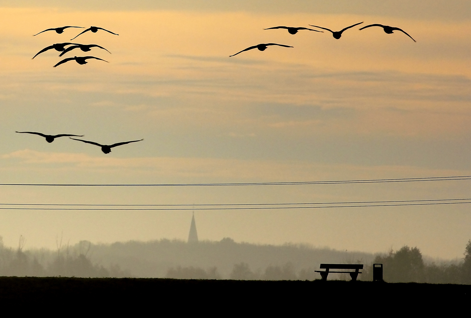 Wildgänse im Gegenlicht der Morgen Sonne