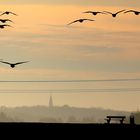 Wildgänse im Gegenlicht der Morgen Sonne