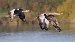 Wildgänse im Herbst