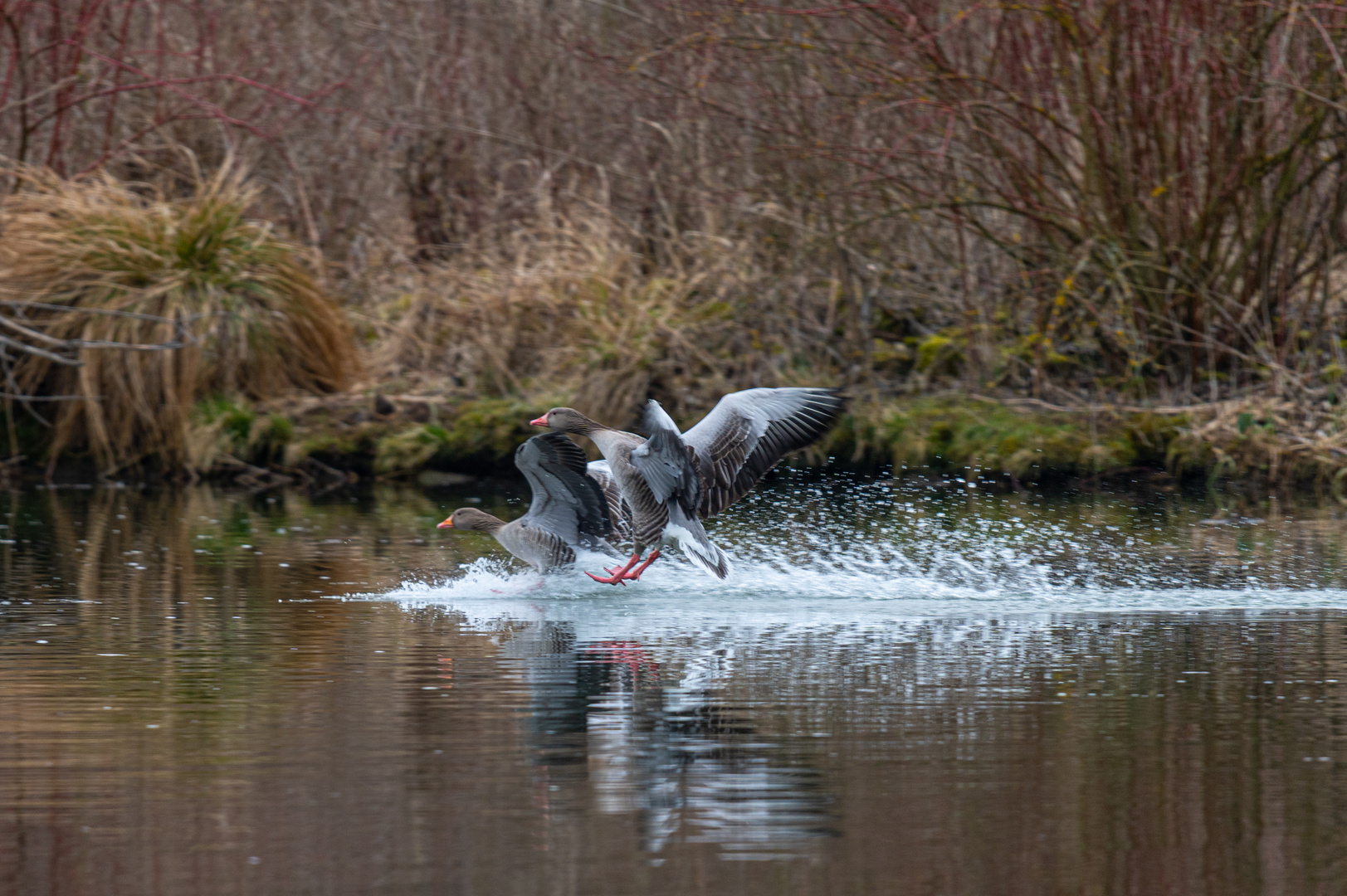 Wildgänse im Landeanflug