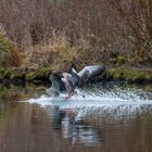 Wildgänse im Landeanflug