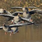 Wildgänse im Landeanflug