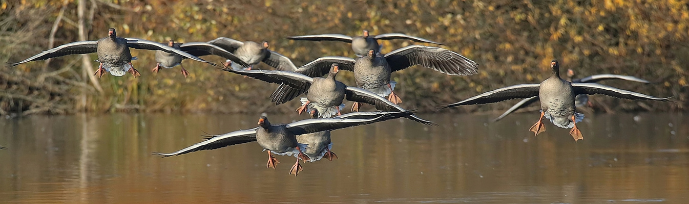 Wildgänse im Landeanflug