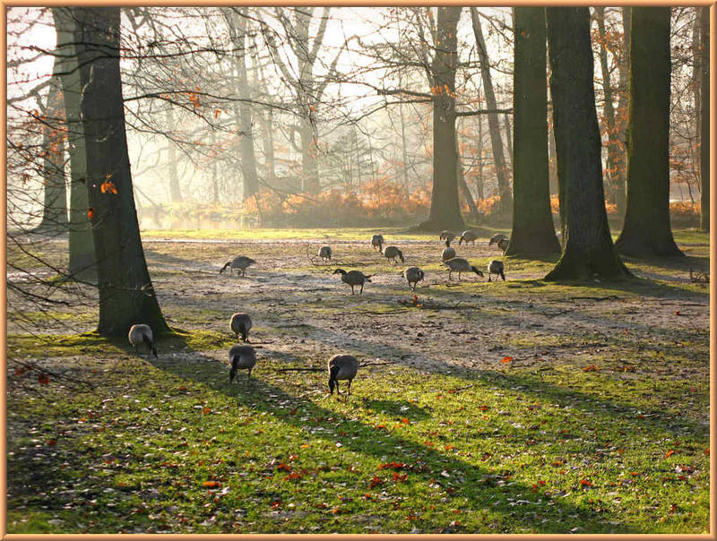 Wildgänse im Morgennebel