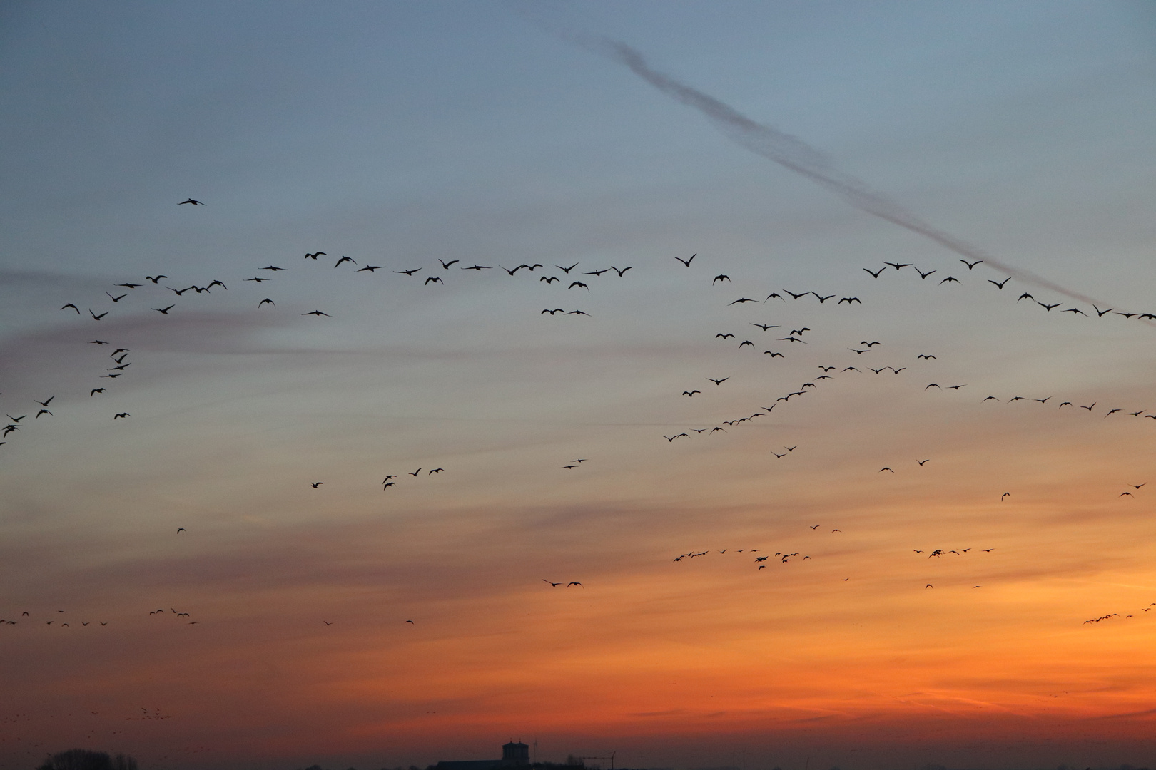 Wildgänse im Morgenrot