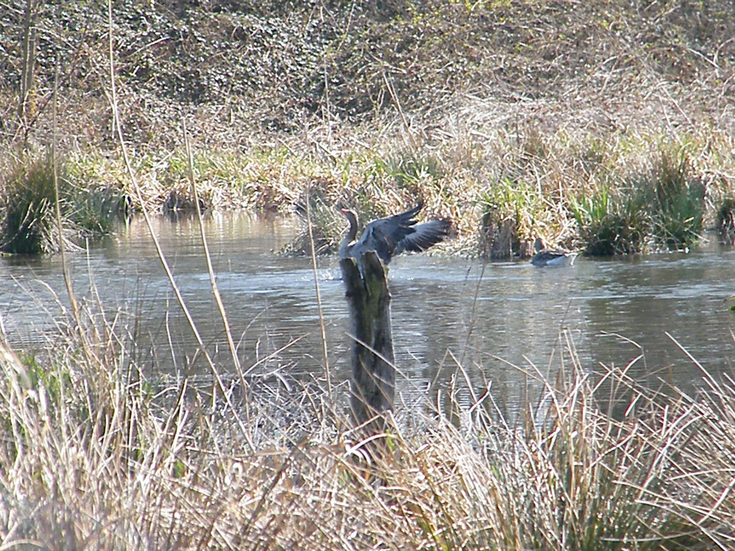 Wildgänse im Naturschutzgebiet