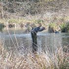 Wildgänse im Naturschutzgebiet