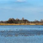 Wildgänse im Polder Holter Hammrich 