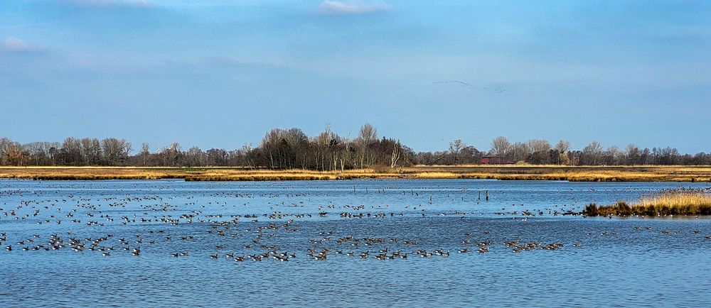 Wildgänse im Polder Holter Hammrich 